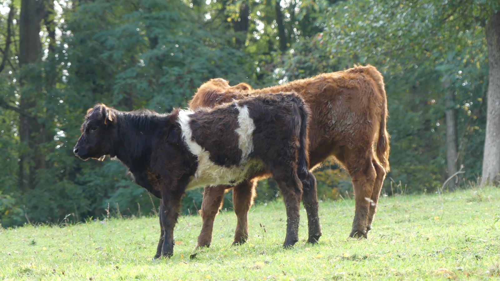 0527 Rixheim Habsheim SSOL 15 10 2023