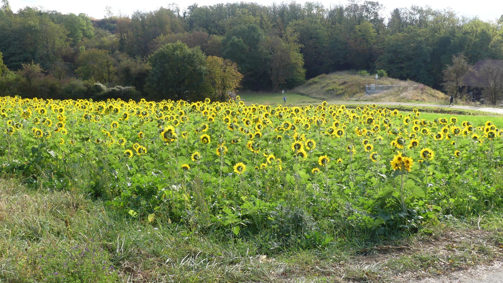 0530 Rixheim Habsheim SSOL 15 10 2023