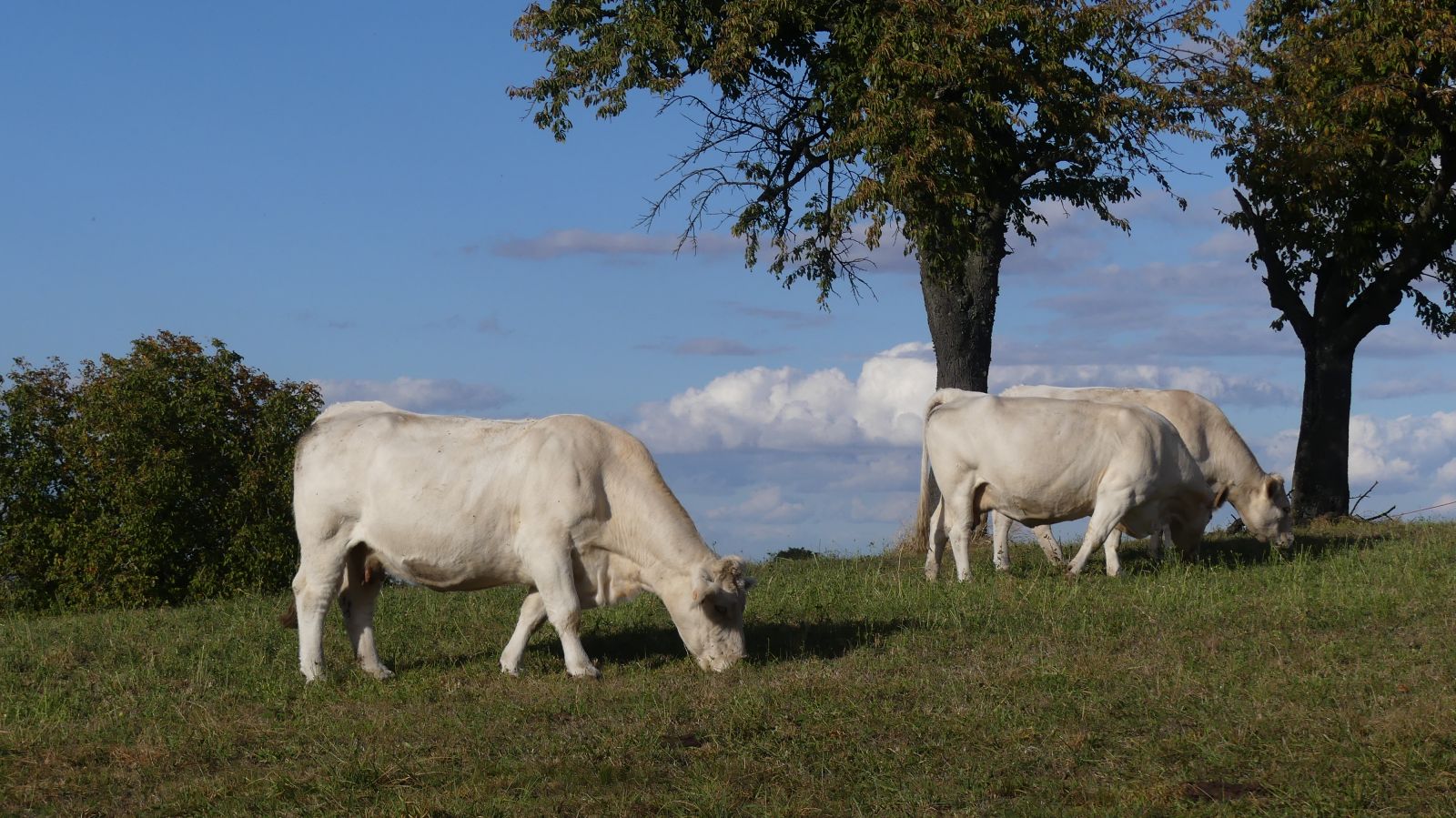 0543 Rixheim Habsheim SSOL 15 10 2023