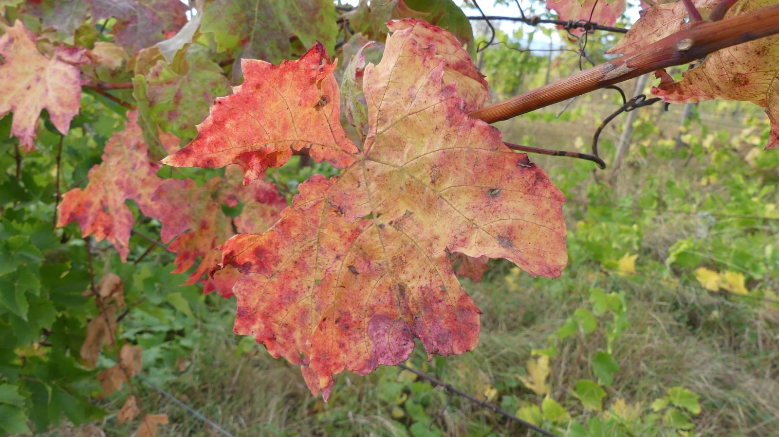 0547 Rixheim Habsheim SSOL 15 10 2023