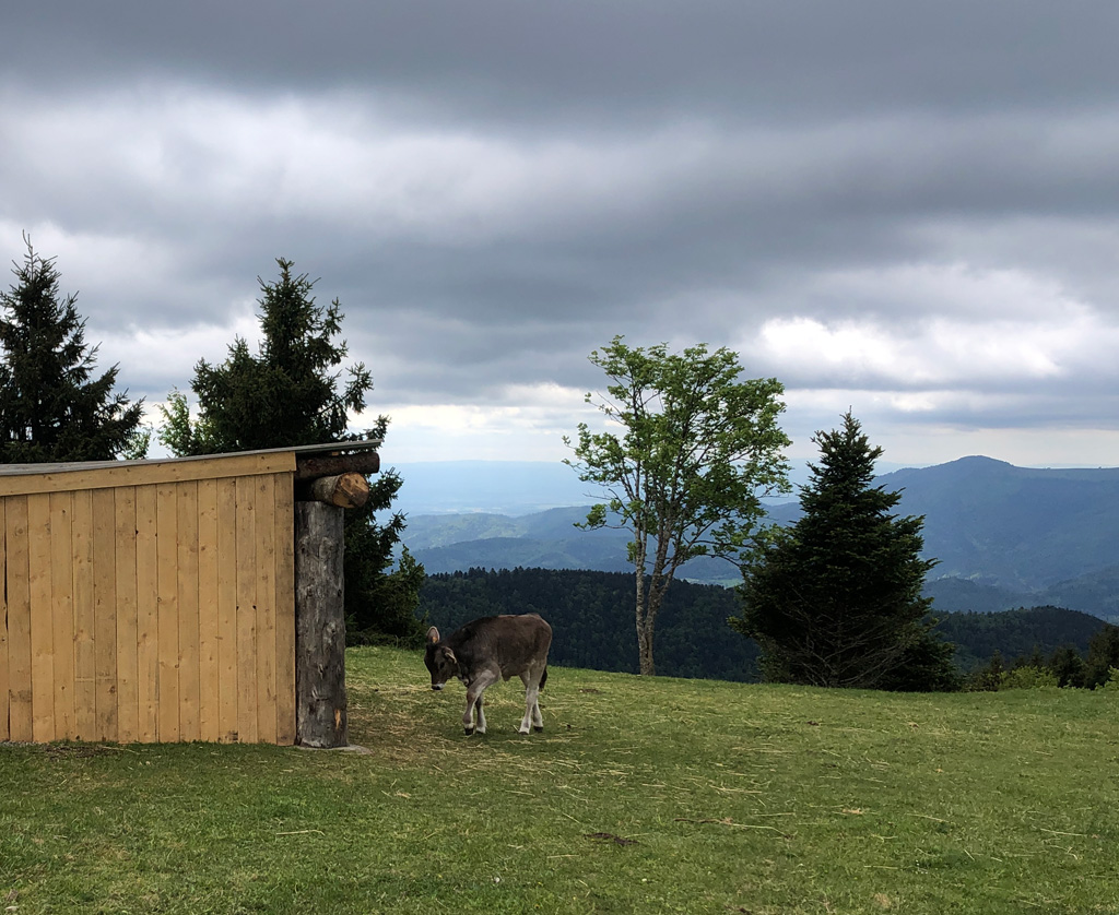 2026 05 13 ranspach img11