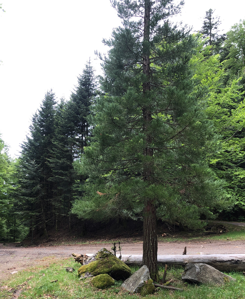 2026 05 13 ranspach img6