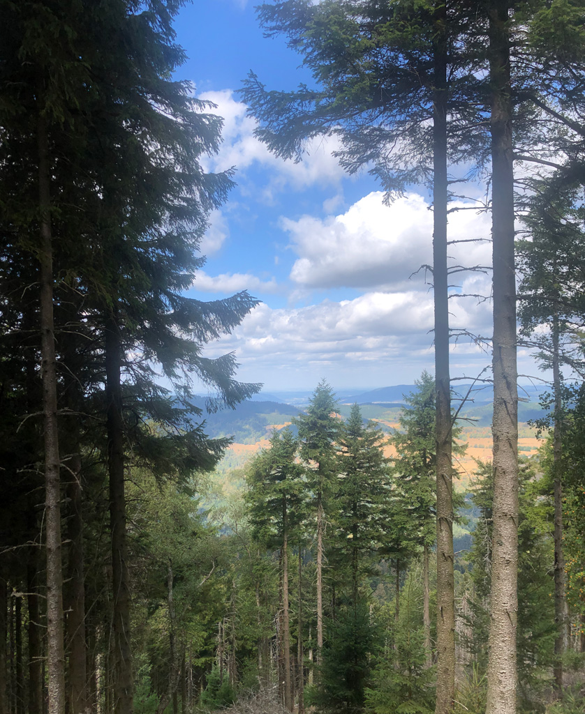 2026 08 19 aubure freland img 7 1